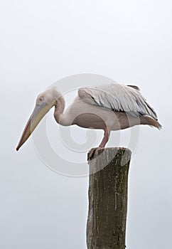 Great White Pelican on a post in Walvis Bay, Namibia