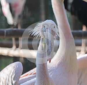 Great white pelican or Rosy Pelican or white pelican Pelecanus onocrotalus closeup shot