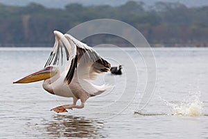 Great white pelican skimming the lake surface