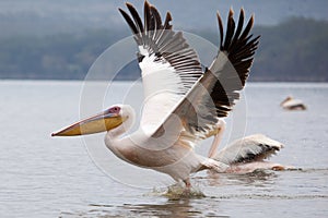 Great white pelican skimming the lake surface