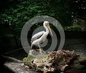 Great white pelican standing on a tree trunk