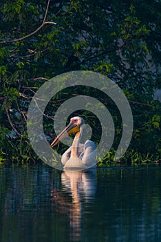 Great white pelican swimming