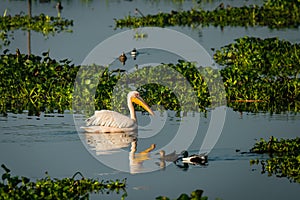 Great white pelican swimming