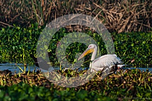 Great white pelican swimming