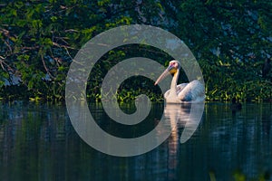 Great white pelican swimming