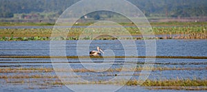 A great white pelican swims calmly on Yoda lake, evening fishing time for the shorebird