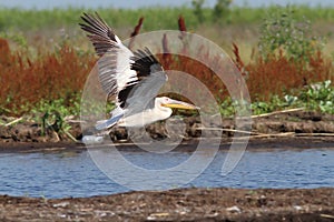 Great white pelican taking off