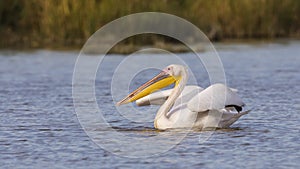 Great White Pelican in Water