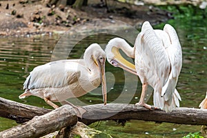 Great white pelican - water birds standing on a log on the bank of a river