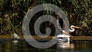 Great white pelicans on Danube delta