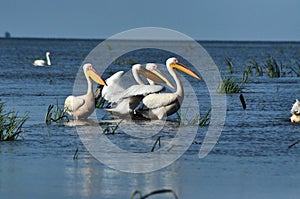 Il grande bianco pellicani danubio 