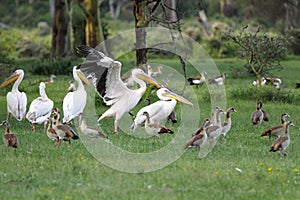 Great white Pelicans with Egyptian goose