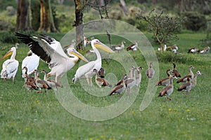 Great white Pelicans and Egyptian goose