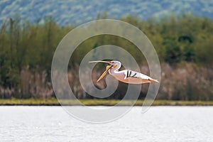 Great White Pelicans, Ethiopia, Africa wildlife