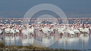 Great white pelicans and flamingos. Colony of flamingos on the natron lake.
