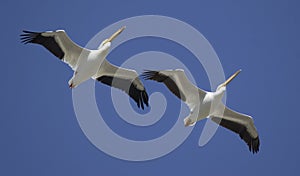 Great White Pelicans in flight