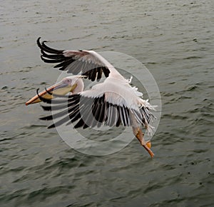 Great White Pelicans in flight
