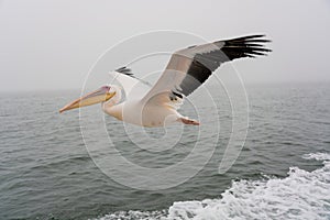 Great White Pelicans in flight