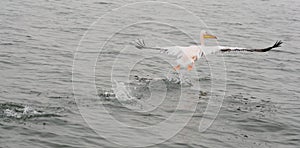 Great White Pelicans in flight