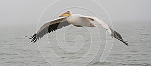 Great White Pelicans in flight