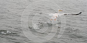 Great White Pelicans in flight