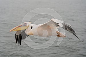 Great White Pelicans in flight