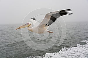 Great White Pelicans in flight