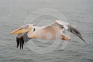 Great White Pelicans in flight