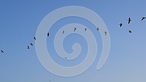 Great white pelicans fly in the sky
