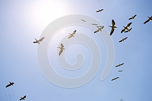 Great white pelicans flying