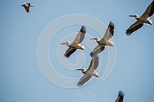 Great white pelicans flying