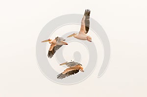 Great white pelicans flying at the lagoon in Walvis Bay