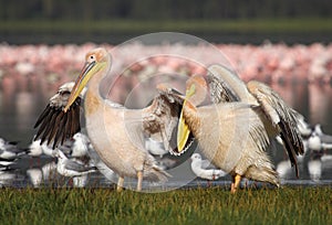 Great white pelicans in front of flamingos