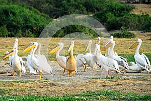 Great White pelicans, Kazinga Channel (Uganda)