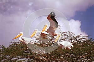 Great white pelicans, Lake Nakuru National Park, Kenya
