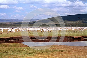 Great white pelicans, Lake Nakuru National Park, Kenya