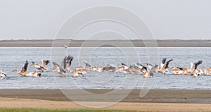 Great white pelicans landing in the lagoon in Walvis Bay