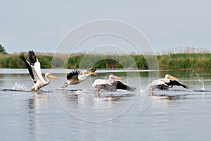 Great white pelicans taking off