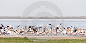 Great white pelicans taking off at the lagoon in Walvis Bay