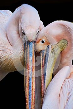 Great White Pelicans tenderness. Isolated on black.