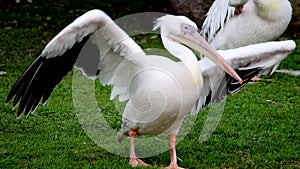 Great white pelicans in the Zoo