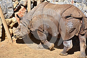 Great white Rhino