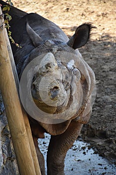 Great white Rhino