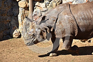 Great white Rhino