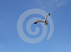 great white seagull flies high in the blue sky