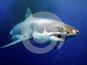 Great White Shark