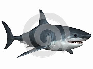 Great White Shark