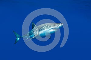 Great white shark