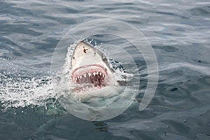 Great white shark