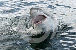 Great white shark